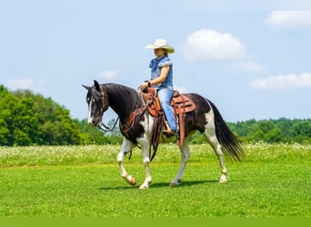 Quarter Pony, Wallach, 13 Jahre, Schecke