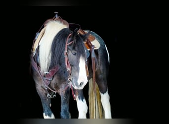 Quarter Pony, Wallach, 13 Jahre, Schecke