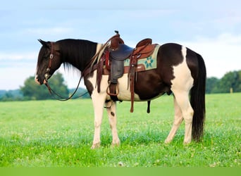 Quarter Pony, Wallach, 13 Jahre, Schecke