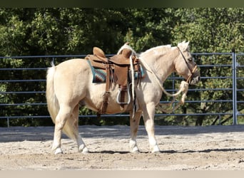 Quarter Pony, Wallach, 14 Jahre, 114 cm, Palomino