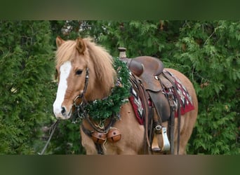 Quarter Pony, Wallach, 14 Jahre, 127 cm, Red Dun