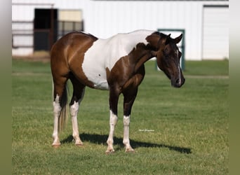 Quarter Pony, Wallach, 14 Jahre, 142 cm, Schecke