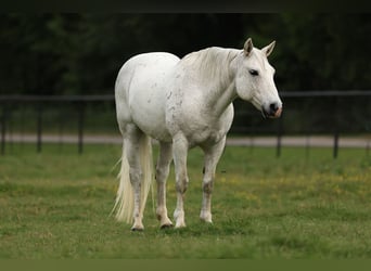 Quarter Pony, Wallach, 14 Jahre, 142 cm, Schimmel