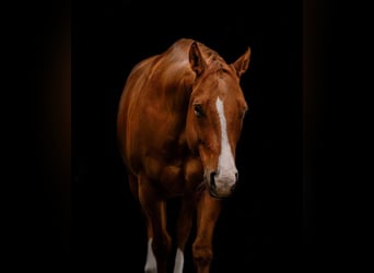 Quarter Pony, Wallach, 14 Jahre, 157 cm, Fuchs