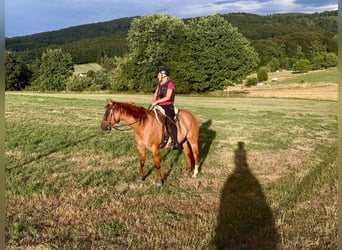 Quarter Pony, Wallach, 15 Jahre, 147 cm, Red Dun