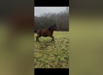 Quarter Pony Mix, Wallach, 15 Jahre, 150 cm, Brauner