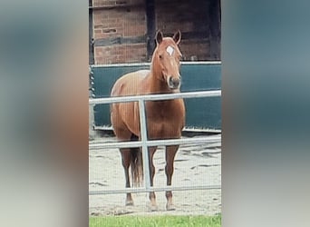 Quarter Pony, Wallach, 16 Jahre, 145 cm, Fuchs