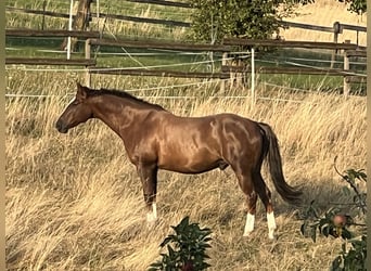 Quarter Pony, Wallach, 16 Jahre, 148 cm, Fuchs