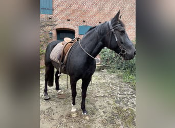 Quarter Pony Mix, Wallach, 16 Jahre, 148 cm, Rappe
