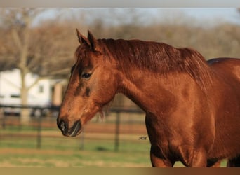 Quarter Pony, Wallach, 16 Jahre, Rotfuchs