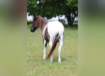 Quarter Pony, Wallach, 19 Jahre, 132 cm, Schecke