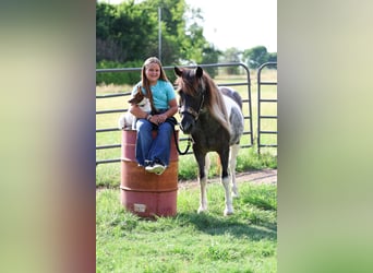 Quarter Pony, Wallach, 19 Jahre, 132 cm, Schecke