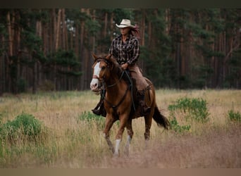 Quarter Pony, Wallach, 19 Jahre, 152 cm, Fuchs