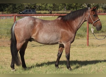 Quarter Pony, Wallach, 19 Jahre, Roan-Bay