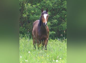 Quarter Pony, Wallach, 1 Jahr, 146 cm, Overo-alle-Farben