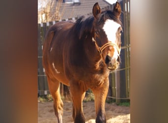 Quarter Pony, Wallach, 1 Jahr, 148 cm, Overo-alle-Farben