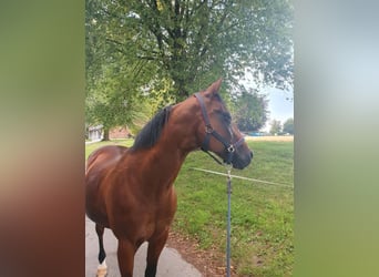 Quarter Pony, Wallach, 23 Jahre