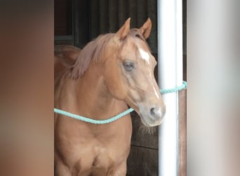 Quarter Pony, Wallach, 25 Jahre