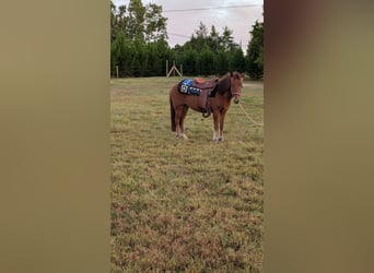 Quarter Pony Mix, Wallach, 2 Jahre, 132 cm, Brauner
