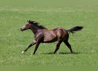 Quarter Pony, Wallach, 2 Jahre, 149 cm, Buckskin