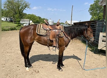 Quarter Pony, Wallach, 2 Jahre, 151 cm, Rotbrauner