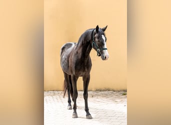 Quarter Pony Mix, Wallach, 2 Jahre, 158 cm, Rappschimmel