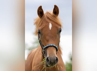 Quarter Pony Mix, Wallach, 2 Jahre, 158 cm, Rappschimmel