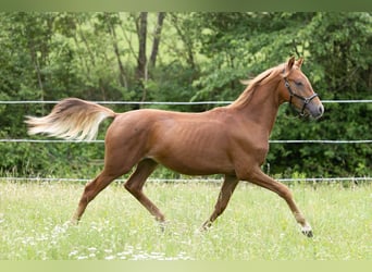 Quarter Pony Mix, Wallach, 2 Jahre, 158 cm, Rappschimmel