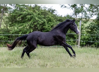 Quarter Pony Mix, Wallach, 2 Jahre, 158 cm, Rappschimmel