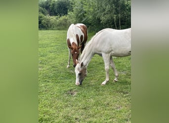 Quarter Pony, Wallach, 2 Jahre, Tigerschecke