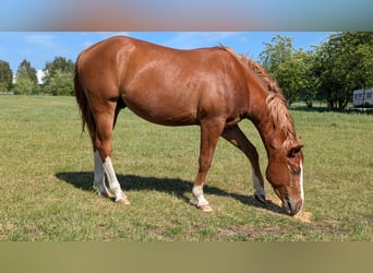 Quarter Pony, Wallach, 3 Jahre, 145 cm, Fuchs