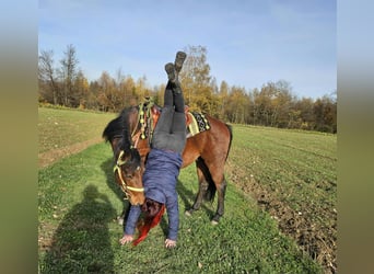Quarter Pony Mix, Wallach, 3 Jahre, 146 cm, Brauner