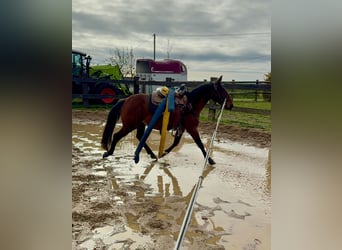 Quarter Pony Mix, Wallach, 3 Jahre, 150 cm, Brauner