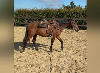 Quarter Pony Mix, Wallach, 3 Jahre, 150 cm