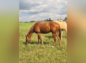 Quarter Pony, Wallach, 3 Jahre, 150 cm, Fuchs