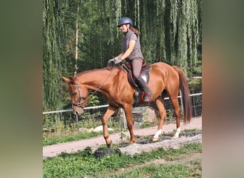 Quarter Pony, Wallach, 3 Jahre, 152 cm, Fuchs