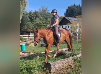 Quarter Pony, Wallach, 3 Jahre, 152 cm, Fuchs