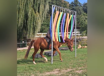 Quarter Pony, Wallach, 3 Jahre, 152 cm, Fuchs