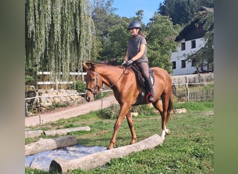 Quarter Pony, Wallach, 3 Jahre, 152 cm, Fuchs
