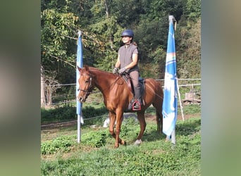 Quarter Pony, Wallach, 3 Jahre, 152 cm, Fuchs