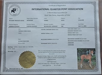 Quarter Pony, Wallach, 3 Jahre, 152 cm, Fuchs