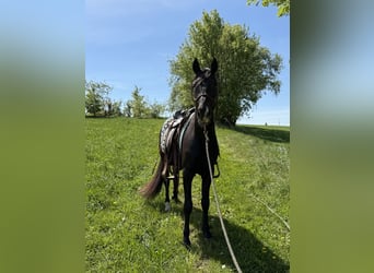 Quarter Pony, Wallach, 3 Jahre, 152 cm, Rappe