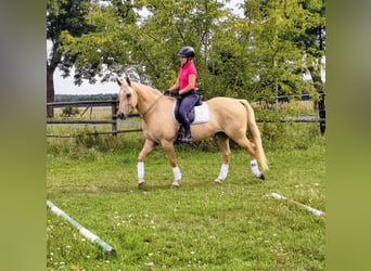 Quarter Pony, Wallach, 3 Jahre, 155 cm, Palomino