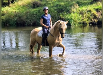 Quarter Pony, Wallach, 3 Jahre, 155 cm, Palomino