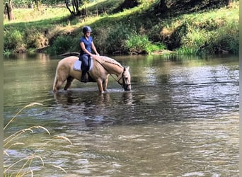 Quarter Pony, Wallach, 3 Jahre, 155 cm, Palomino