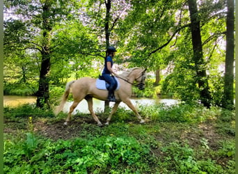 Quarter Pony, Wallach, 3 Jahre, 155 cm, Palomino