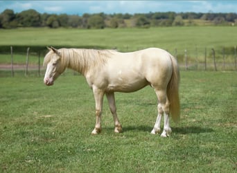 Quarter Pony, Wallach, 4 Jahre, 122 cm, Cremello