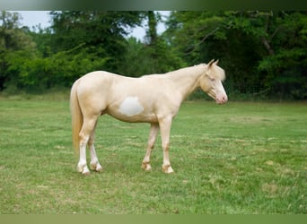 Quarter Pony, Wallach, 4 Jahre, 122 cm, Cremello