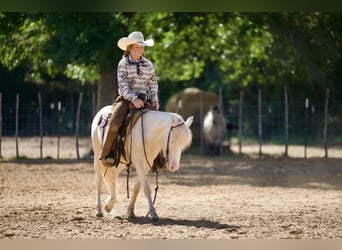 Quarter Pony, Wallach, 4 Jahre, 122 cm, Cremello