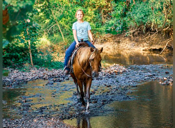 Quarter Pony, Wallach, 4 Jahre, 132 cm, Rotbrauner